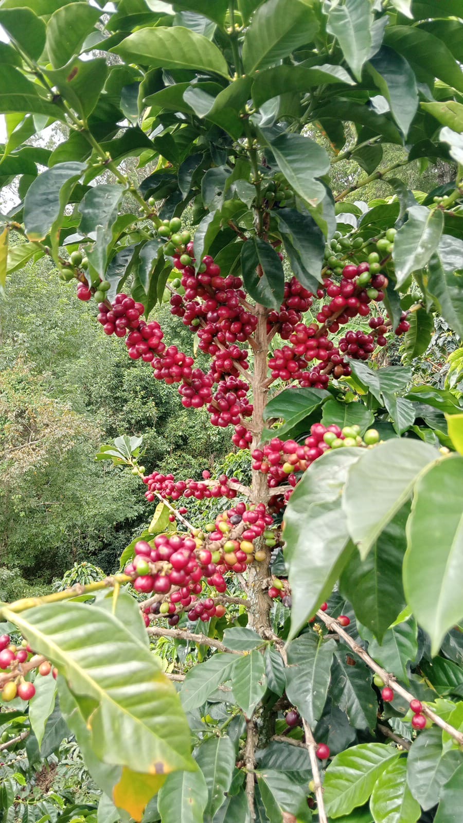 Detalle proceso café